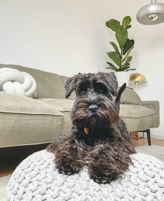 A dog is sitting on a white knitted stool.