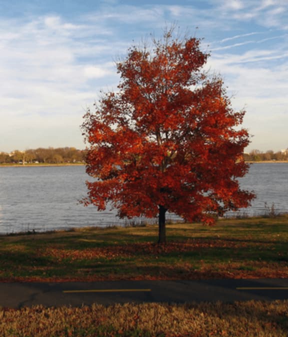 a tree with red leaves next to a body of water