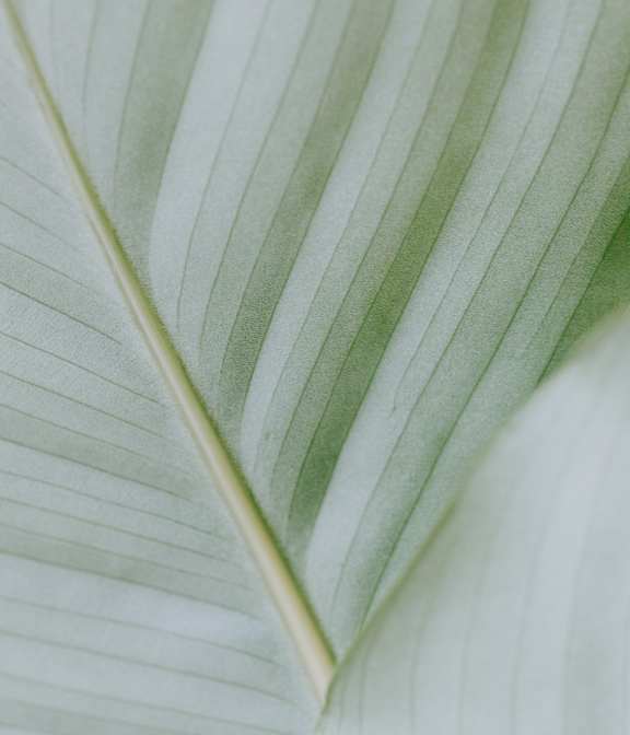 A close up of a green and white leaf.