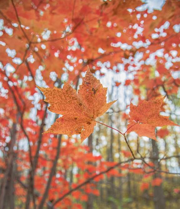 A close up of a red maple leaf in the foreground with a blurry forest in the background.
