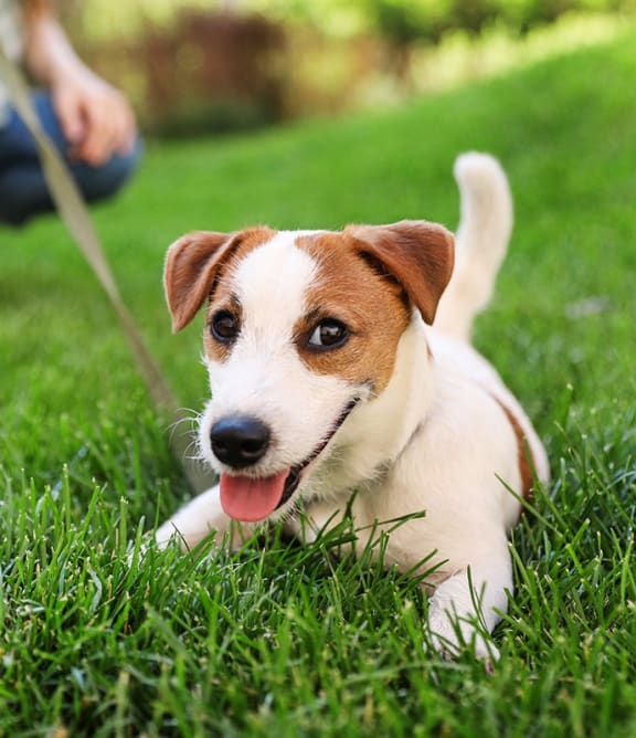 a small brown and white dog laying in the grass on a leash at The Junction at Rogers, Rogers, AR