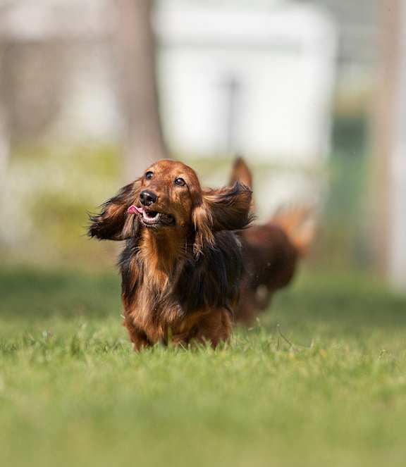 A brown dog is running on the grass.