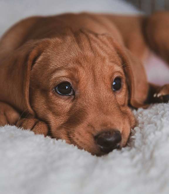 A small brown puppy is lying down on a white surface.
