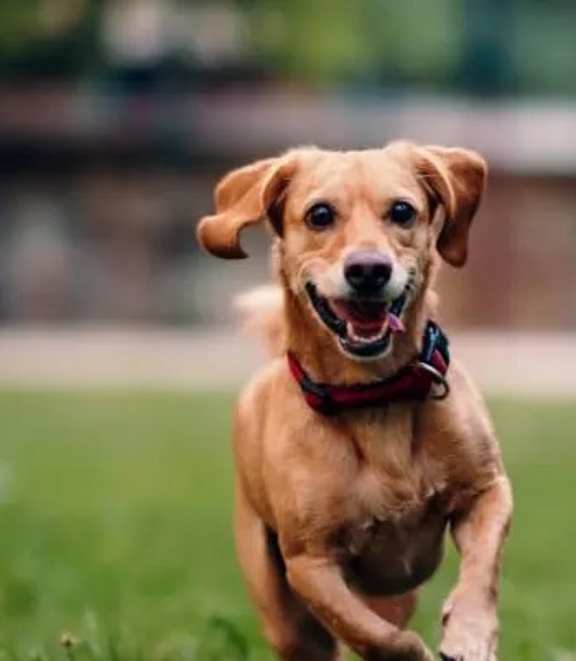 A brown dog with a red collar is running in the grass.