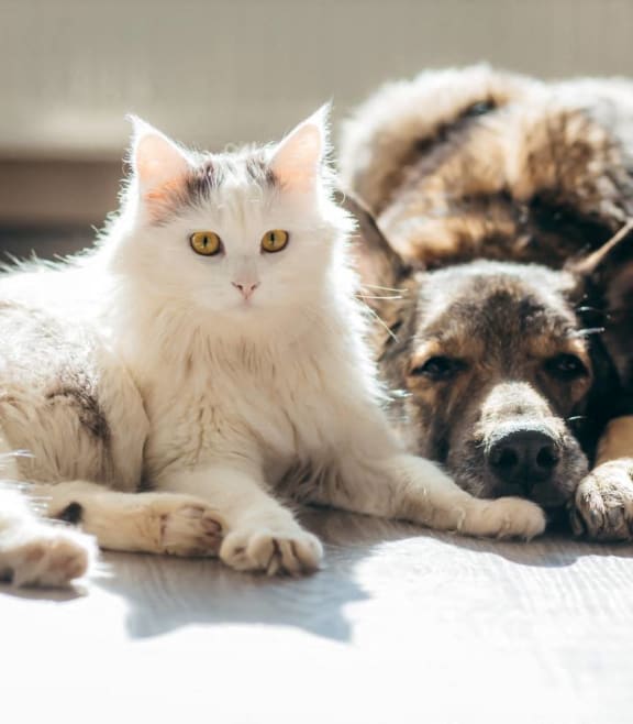 a dog and a cat laying on the floor at Great Hills, Texas