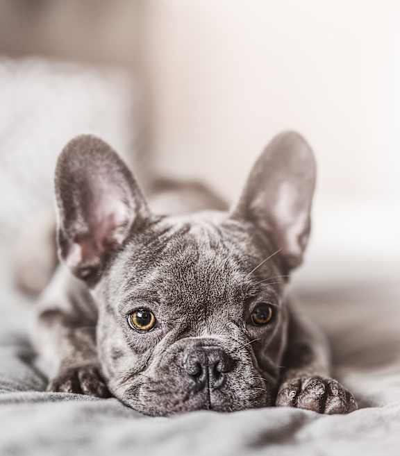 A French Bulldog is lying on a bed with a soft focus background.