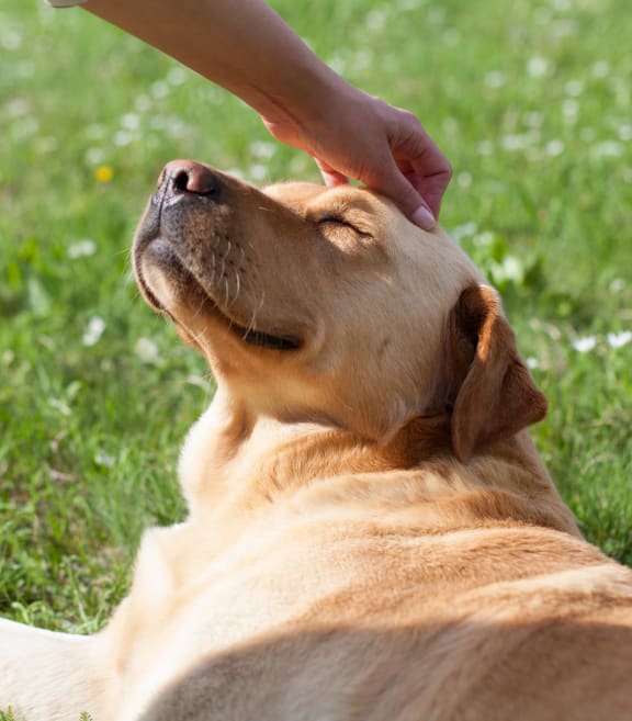 a person petting the head of a dog