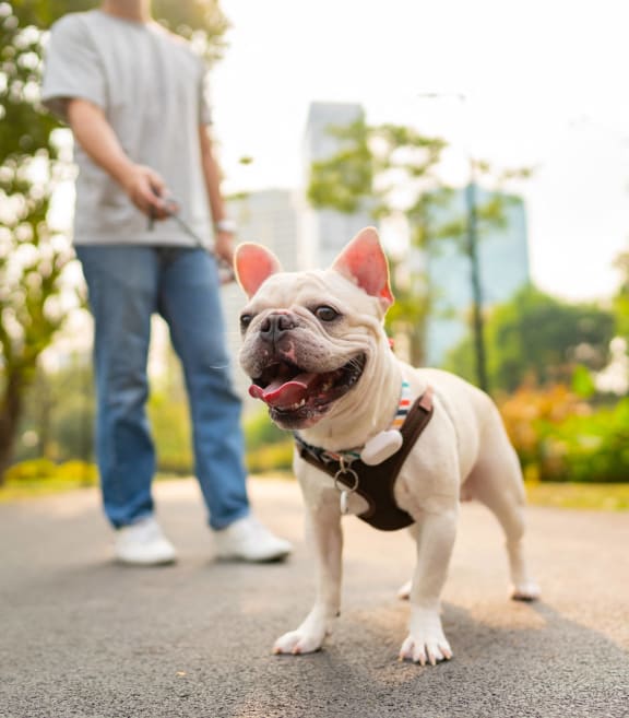 a person walking a dog on a leash in a park