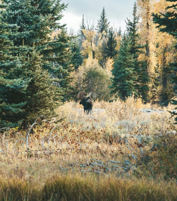 a bull moose walking along the side of a road
