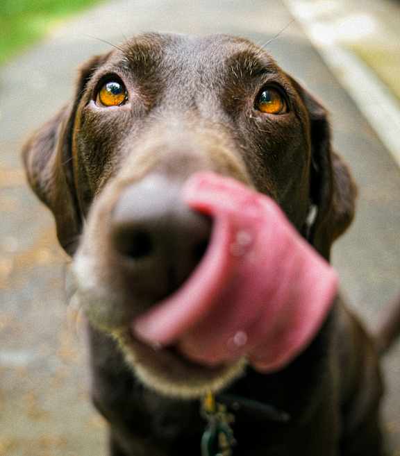 A dog with a pink tongue sticking out.