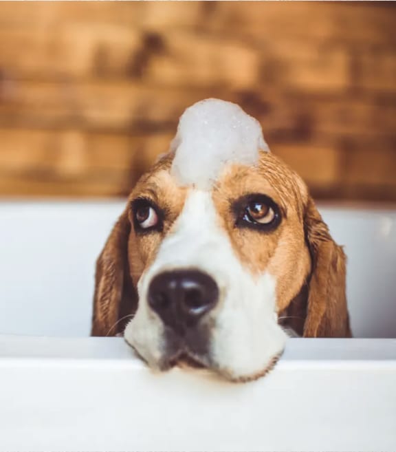 a brown and white dog sitting in a bath tub