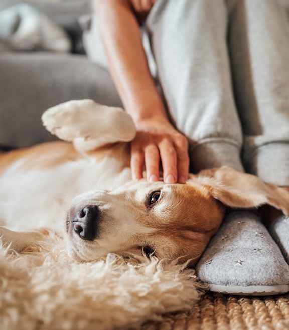 Pet friendly at The Beck at Hidden River, Tampa