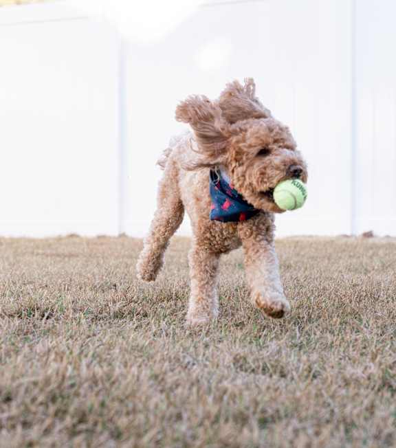 A dog is running with a ball in its mouth.