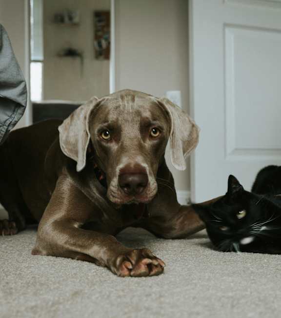Dog and Cate at The Remington, Lexington Kentucky