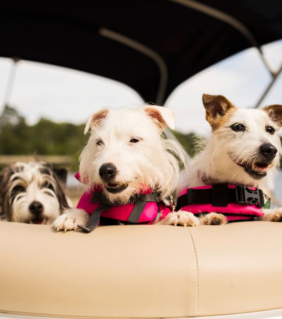 Three dogs are sitting in a boat wearing life jackets.