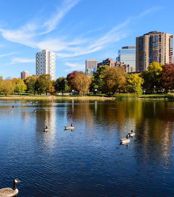 A lake with ducks swimming in it and trees around it.