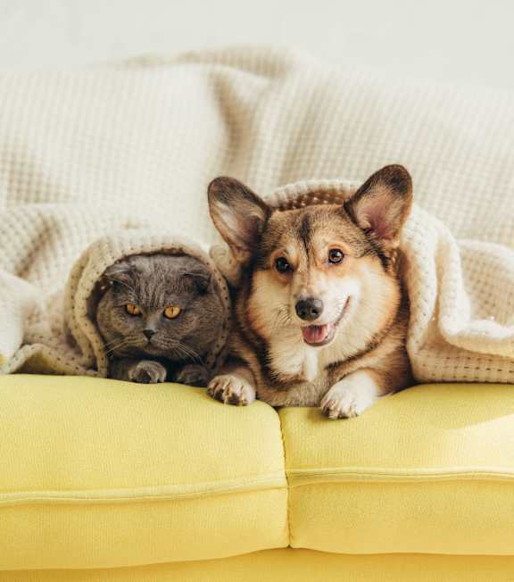 A cat and a dog are sitting on a yellow couch under a white blanket.
