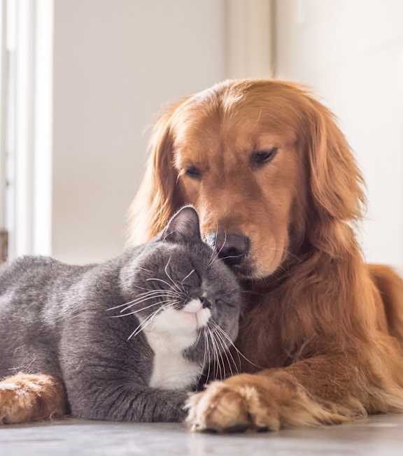 A cat and a dog are lying down close to each other.