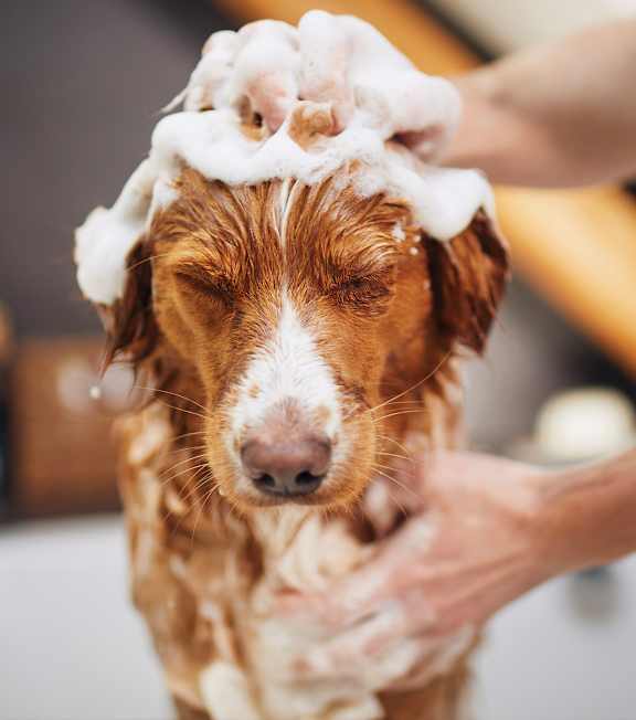 A dog is getting a bath and foam is in its hair