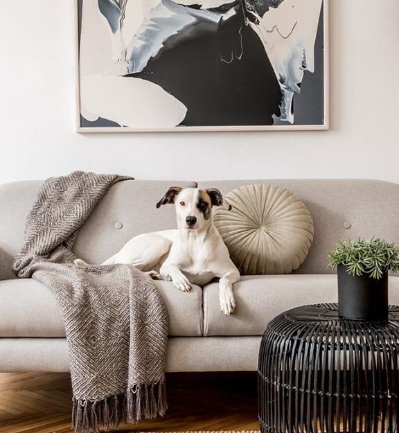 a dog sitting on a couch in a living room at The Rail at Red Bank, Red Bank, 07701