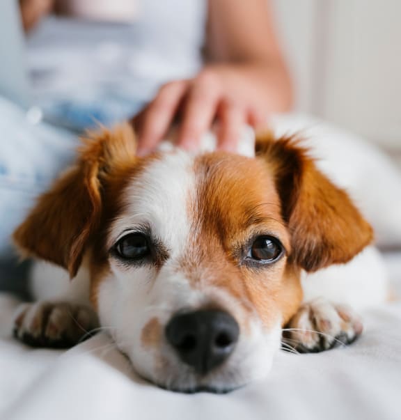 a dog laying on a bed with a person petting its head