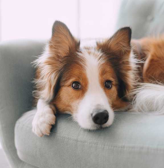 A dog with brown and white fur is lying on a light blue chair.