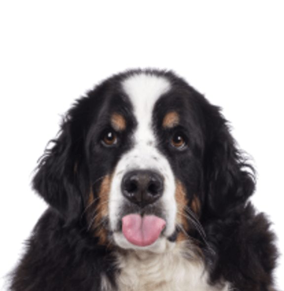 a brown black and white dog with his tongue out