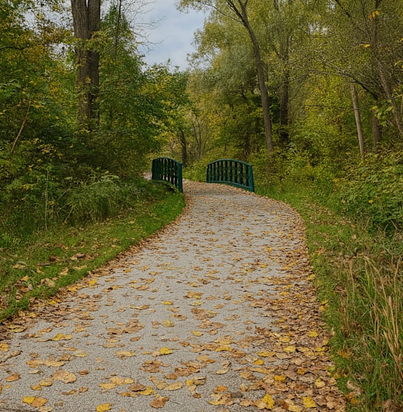 A path covered in leaves leads to a green gate.