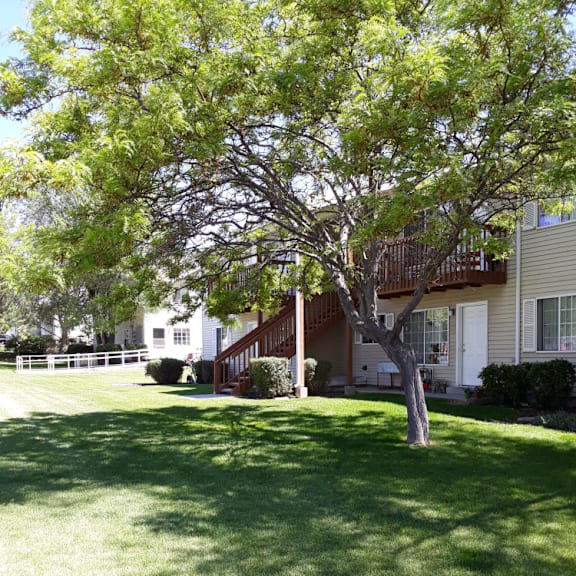 apple tree lawn