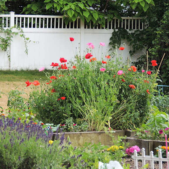a garden with a white fence in the background.