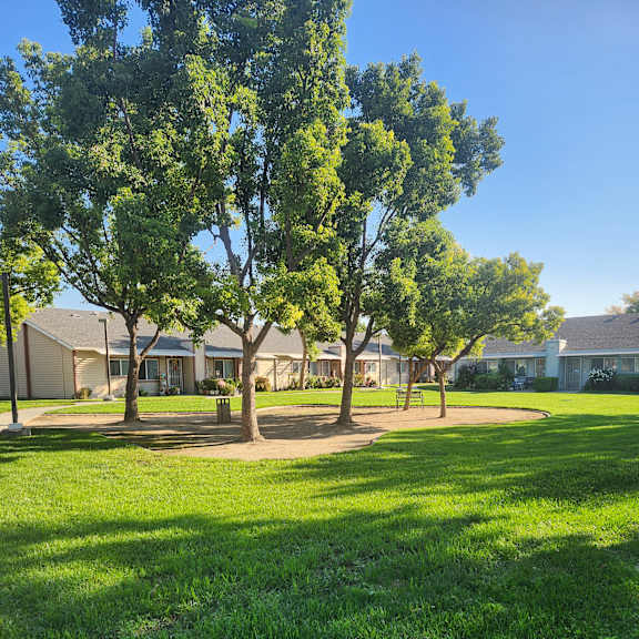 a tree in front of a building with a clear blue sky.