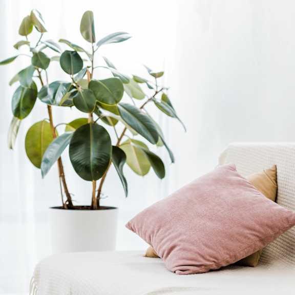 a potted plant with green leaves sits on a white surface next to a pink pillow.