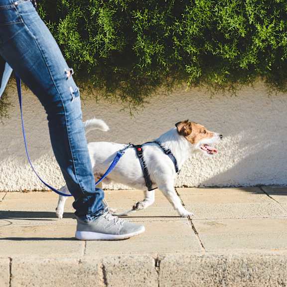 a person walking a dog on a leash on a sidewalk