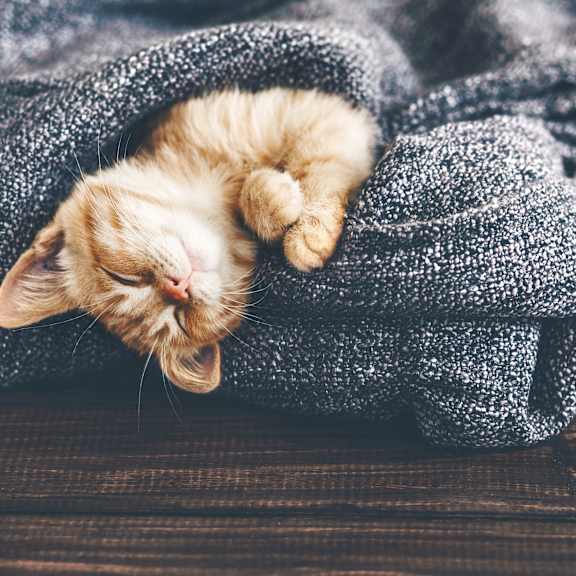 a kitten sleeping in a blanket on a wooden floor