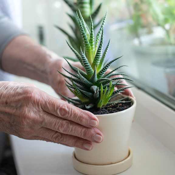 a person is holding a potted plant with a snake plant inside.