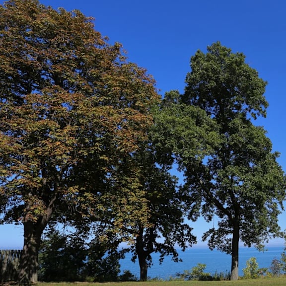 a view of the lake through the trees