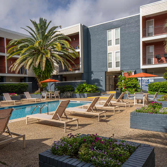 a poolside area with lounge chairs and a palm tree.