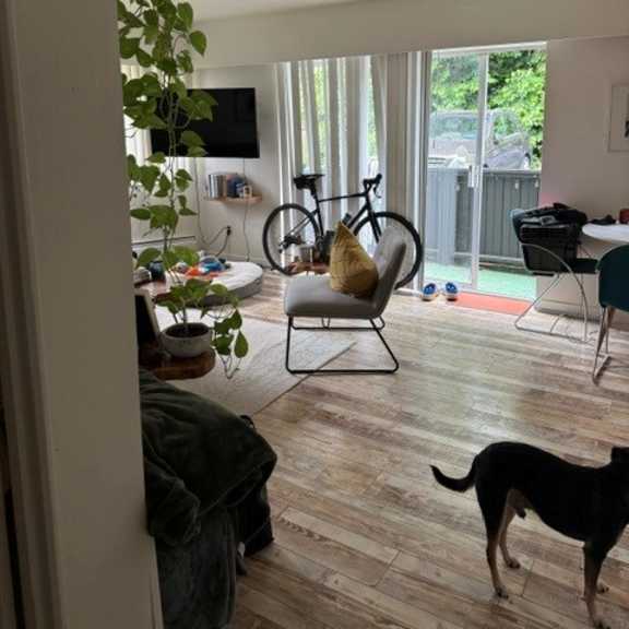 a dog is standing in a living room with a chair and a bicycle in the background.