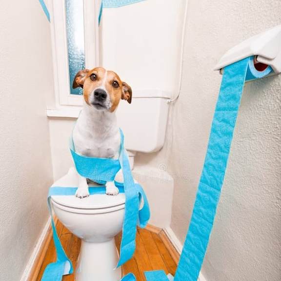 a dog is sitting on a toilet with a blue streamer behind it.