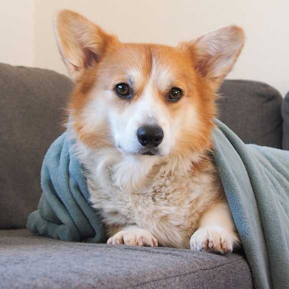 a dog is sitting on a grey couch covered with a blue blanket.