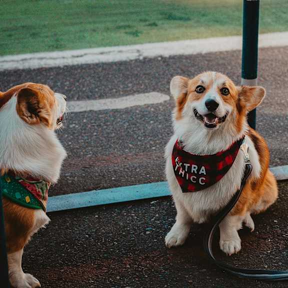 two dogs, one wearing a bandana and the other a bandana and a red band, are sitting on a sidewalk.