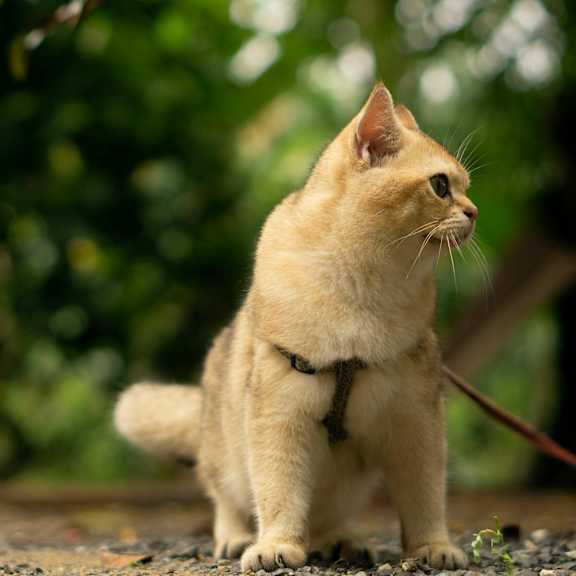 a light brown cat with a black collar is standing on a gravel surface.