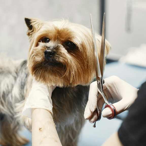 a dog is getting its nails trimmed by a person.