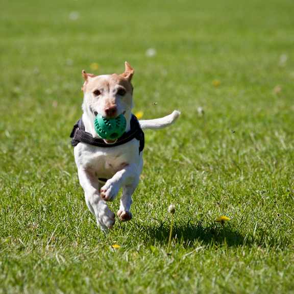 a dog is running with a green ball in its mouth.