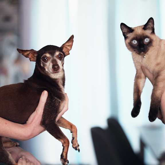 a person holding a siamese cat and a small dog.