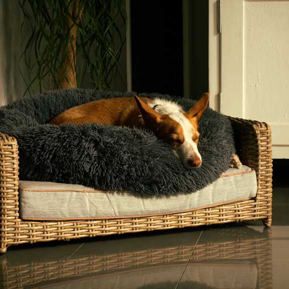 pet friendly