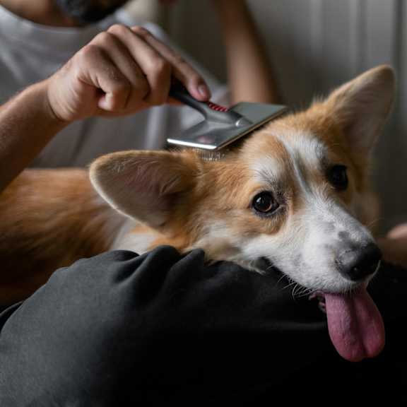 a dog is being groomed by a person using a comb.