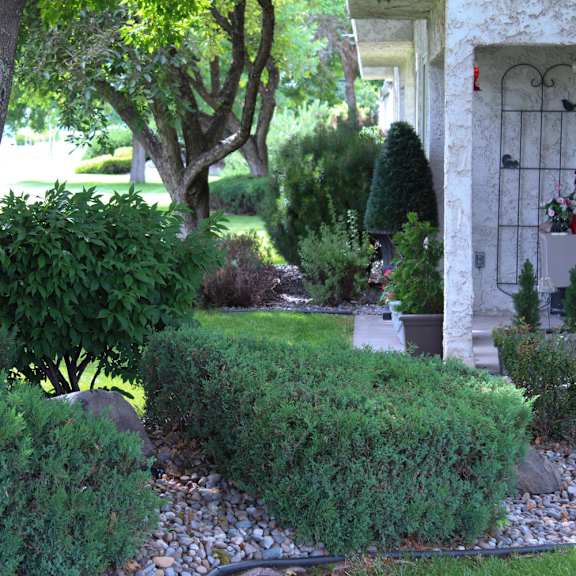 a tree is in front of a house.