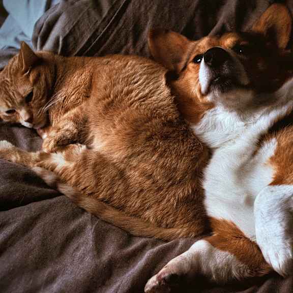 a dog and a cat laying on a bed at podium apartments, calgary, ab, t2e 7j2