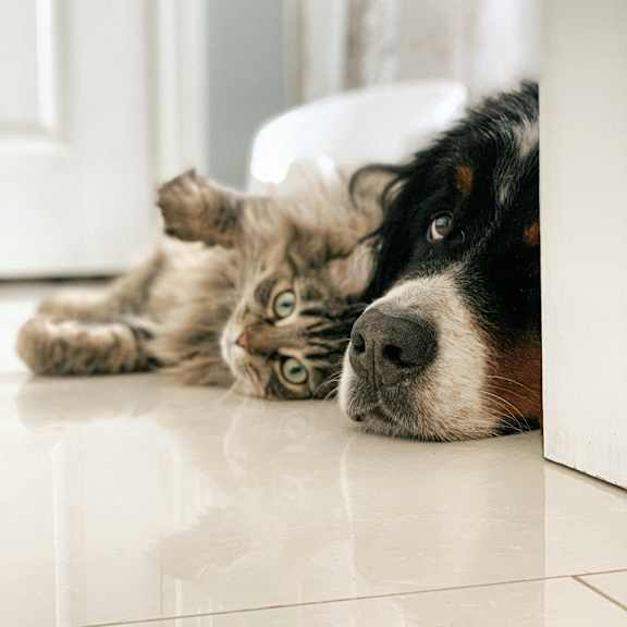 a dog and a cat laying on the floor